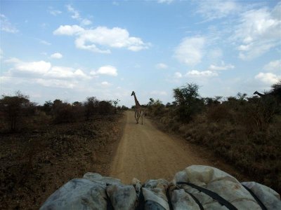 Beep beep - giraffe on the road