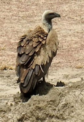 Kate's vulture