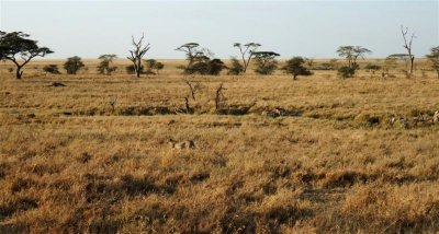 Serengeti Safari