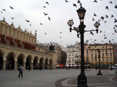 Rynek - pigeons like every square in Europe