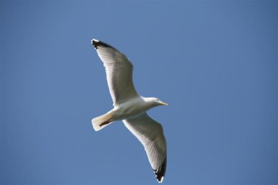 Mick's flying seagull