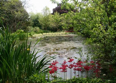 Pine Lodge Garden - primula bordered lake