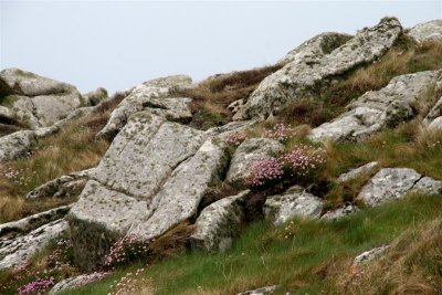 St Mary's - sea thrift on granite cliff