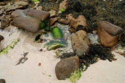 St Mary's rock pool