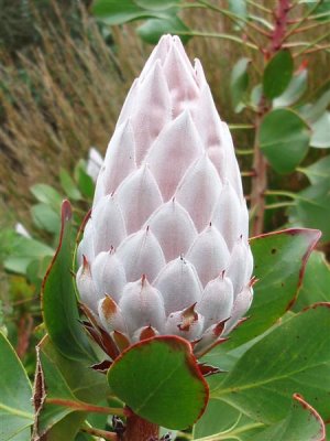 Tresco - Protea bud