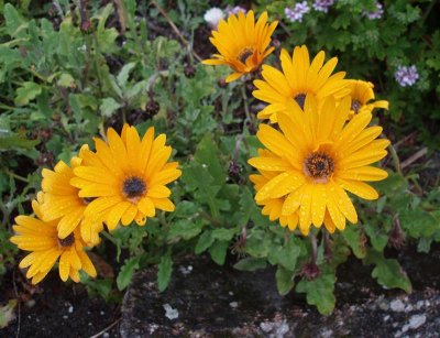 Tresco - yellow gazania in the rain