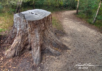 40 Acre Stump 9174 800.jpg