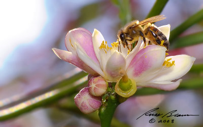 Honeybee on Lime Blossum 8740.jpg