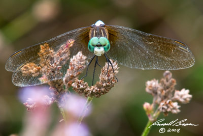 Blue Dasher 1634 800.jpg