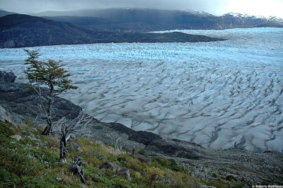 Glaciar Grey Mountains117 web.jpg