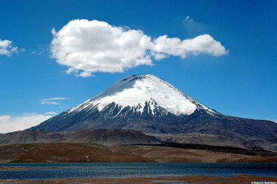 Volcan Parinacota & gaviota_9080 web.jpg