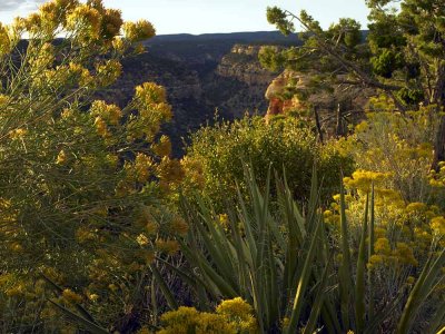 Navajo Canyon 2.jpg