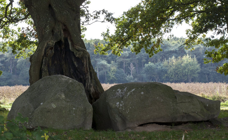 Megalithic tombe, Dolmen, Hunebed D22 #2, Bronneger Oost, Drenthe Netherlands