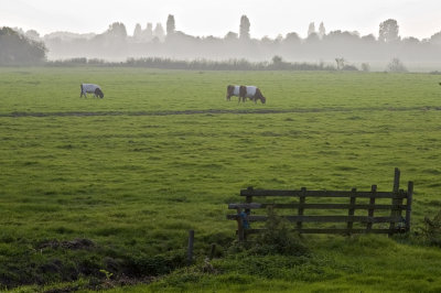 Mist over the polder, Netherlands 2008