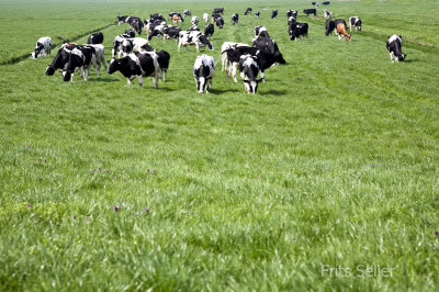 Cows in the polder, Holland 2009