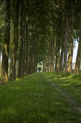 Along the Damse vaart, Flanders 2009