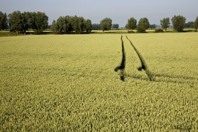 Flanders, Zeeuws Vlaanderen 2009 #5