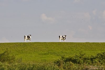 Two cows, Friesland, Netherlands, september 2010