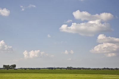 Line of cows, Friesland, Netherlands, september 2010