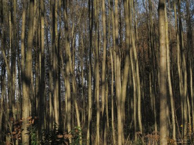 forest trees, oktober 2010