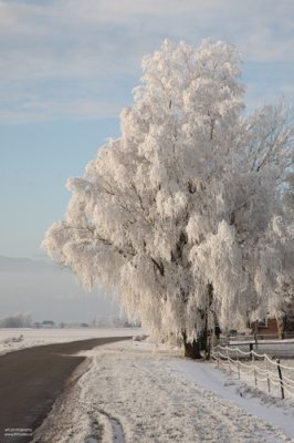 Winter in Friesland#3, Netherlands december 2010