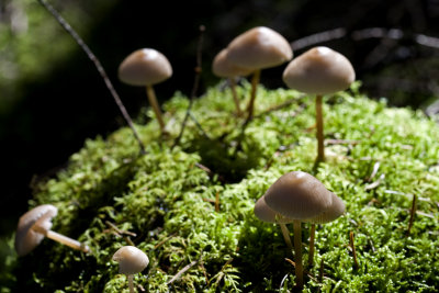 Mushrooms #4