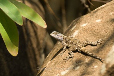 Lizard