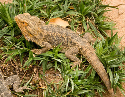 Bearded Dragon