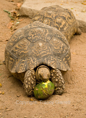 Leopard Tortoise