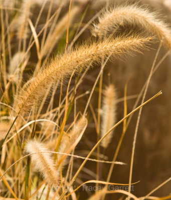 Grasses