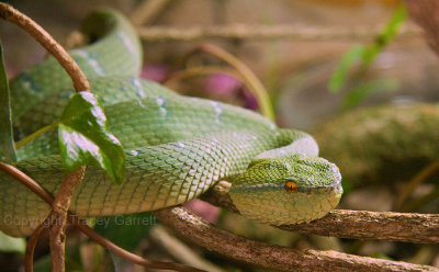 Wagglers Temple Pit Viper