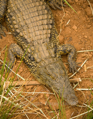 Nile Crocodille