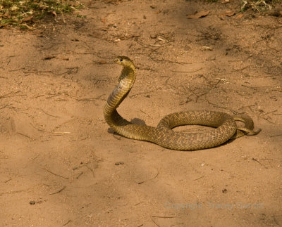 Cobra