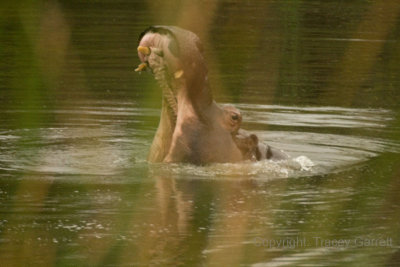 Hippo