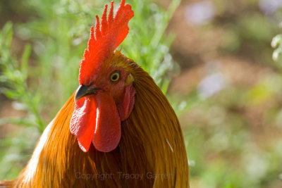 Cockerel