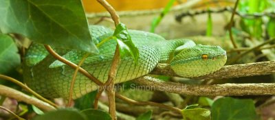 Waglers Temple Pit Viper