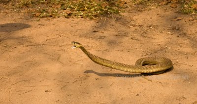 Striking Cobra