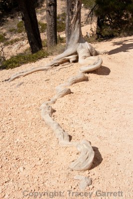 Bryce Canyon