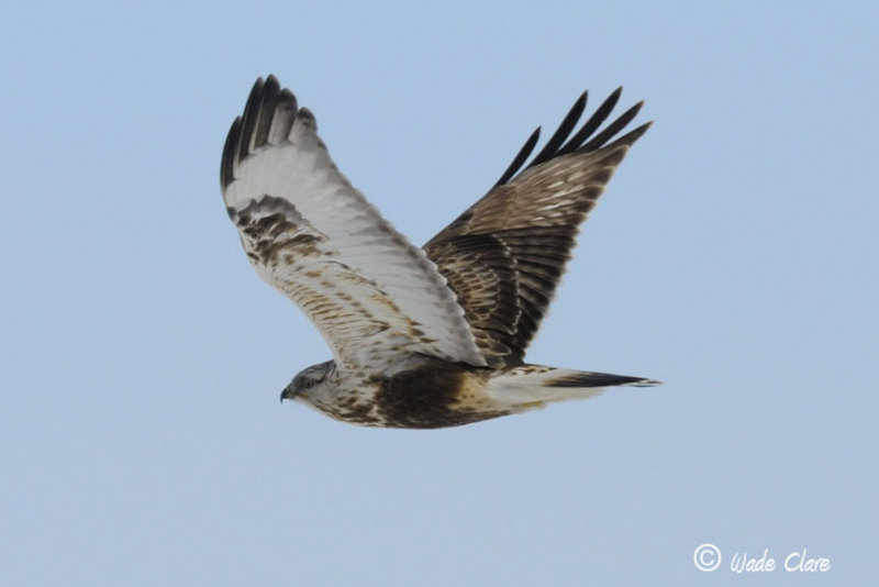 Rough-legged Hawk