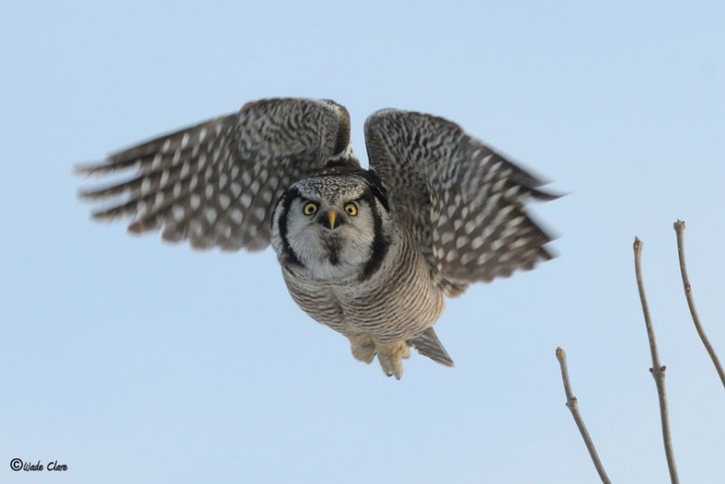 Northern Hawk Owl