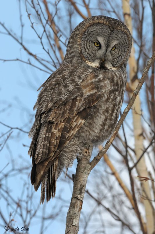 Great Gray Owl
