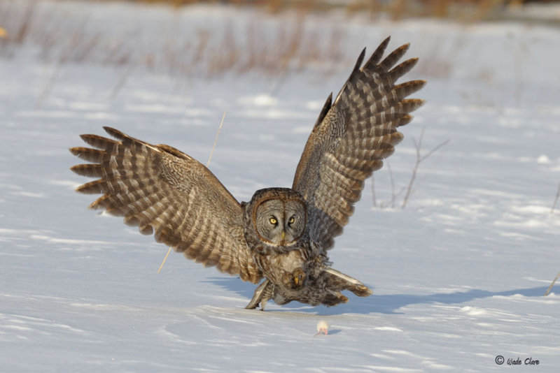Great Gray Owl