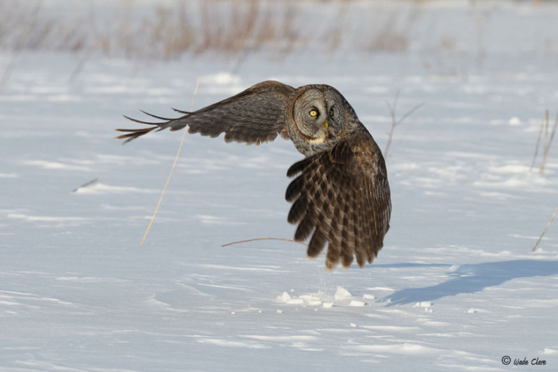 Great Gray Owl