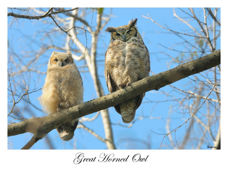 Great Horned Owl