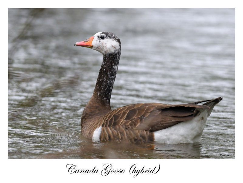 Canada Goose (hybrid)