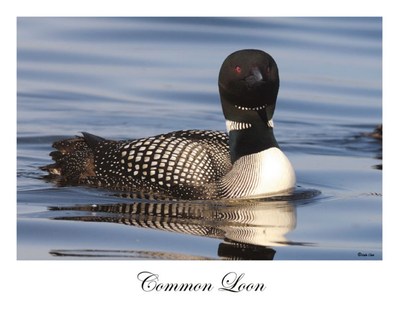 Common Loon