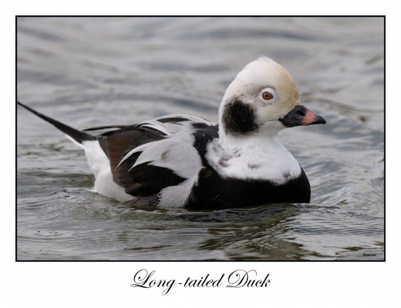 Long-tailed Duck