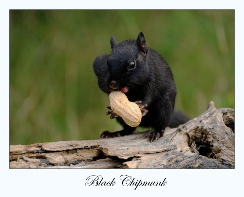Black Chipmunk