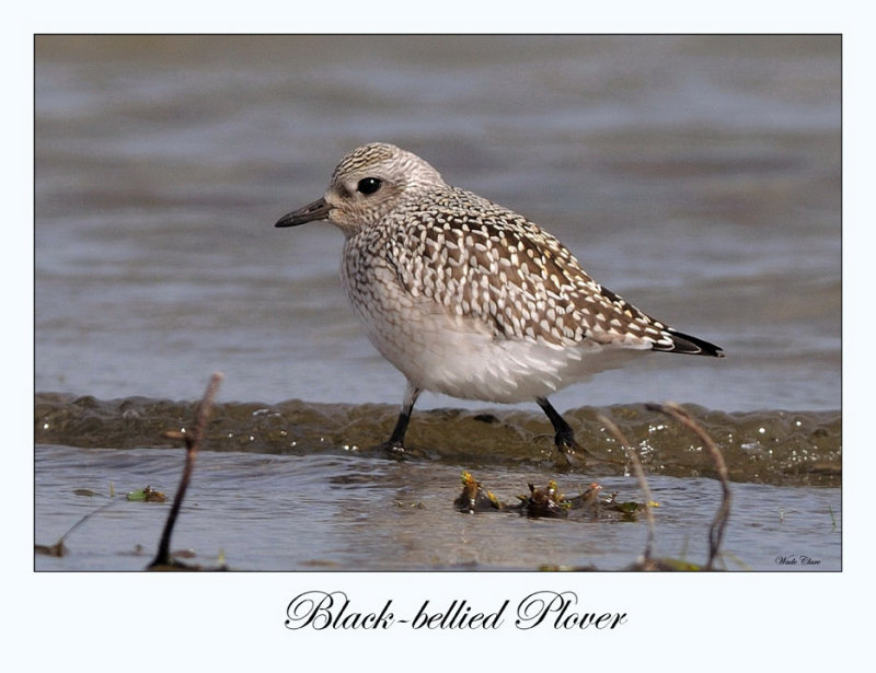 Black-bellied Plover