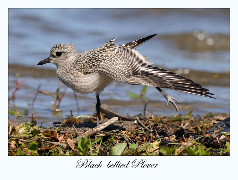 Black-bellied Plover